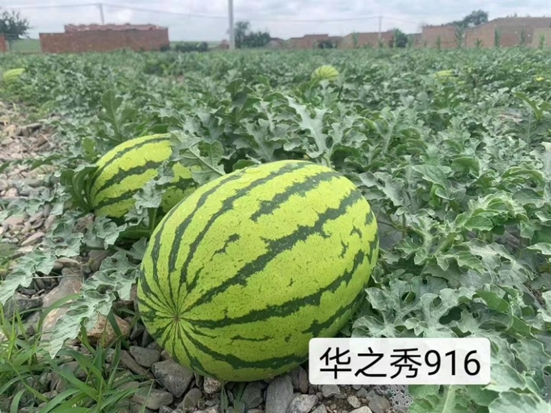 华之秀916西瓜种子大果硒砂瓜双红瓤高产抗病