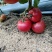 突破五元大关，货源紧张