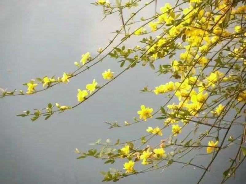 批发迎春花水培枝条花卉绿植物寸寸金连翘遇水开花浓香型