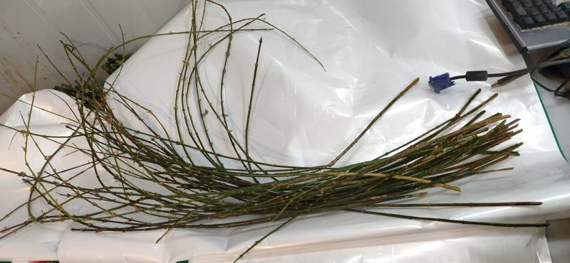 批发迎春花水培枝条花卉绿植物寸寸金连翘遇水开花浓香型