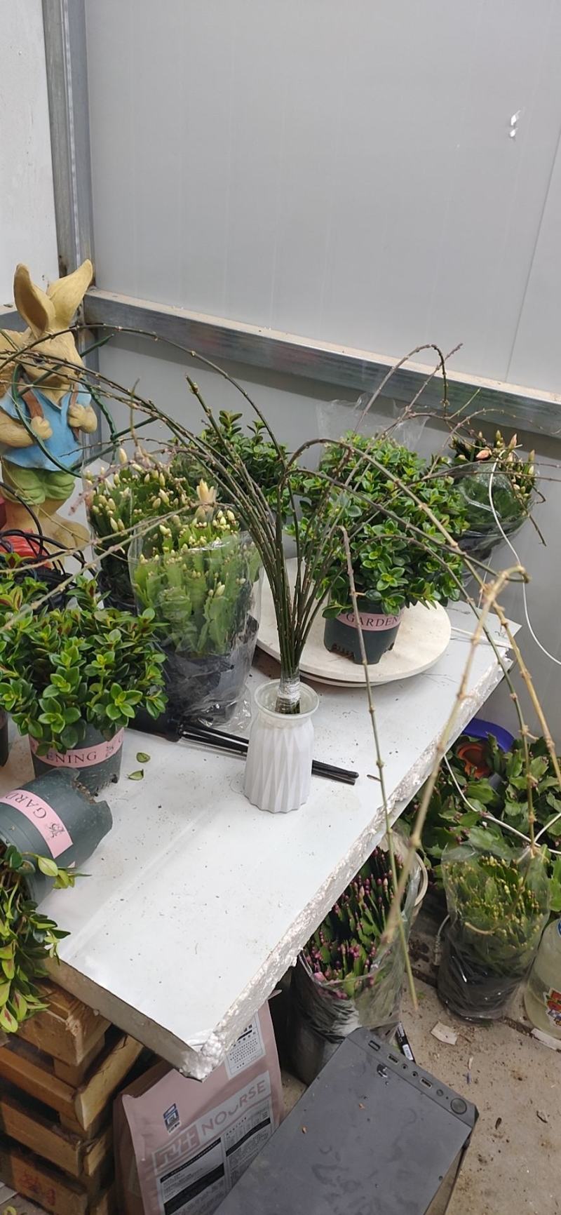 批发迎春花水培枝条花卉绿植物寸寸金连翘遇水开花浓香型