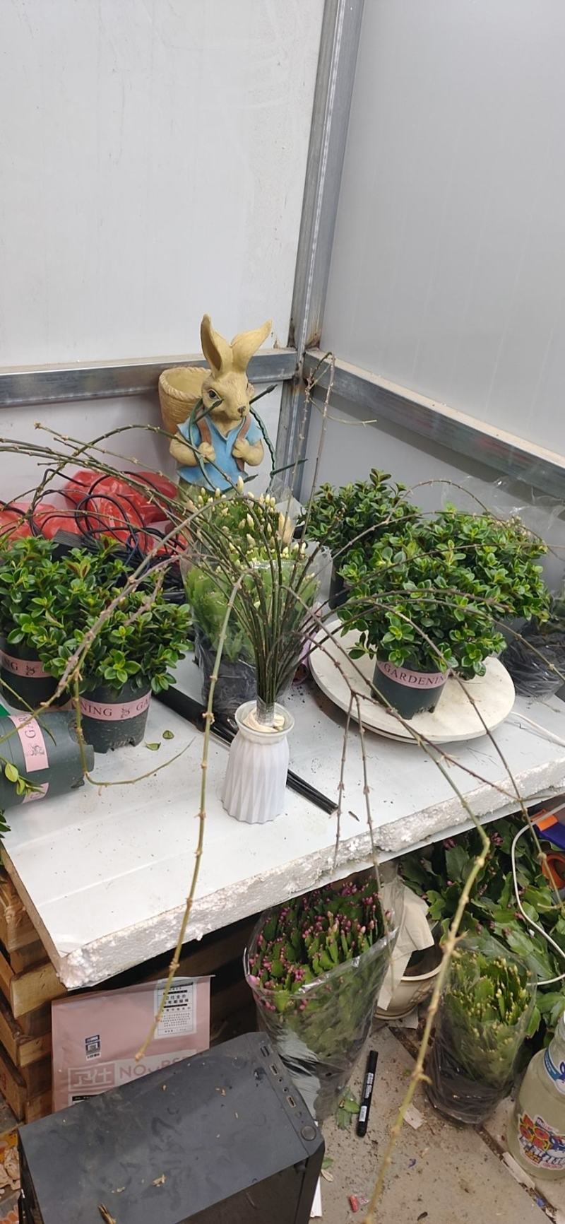 批发迎春花水培枝条花卉绿植物寸寸金连翘遇水开花浓香型