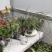 批发迎春花水培枝条花卉绿植物寸寸金连翘遇水开花浓香型