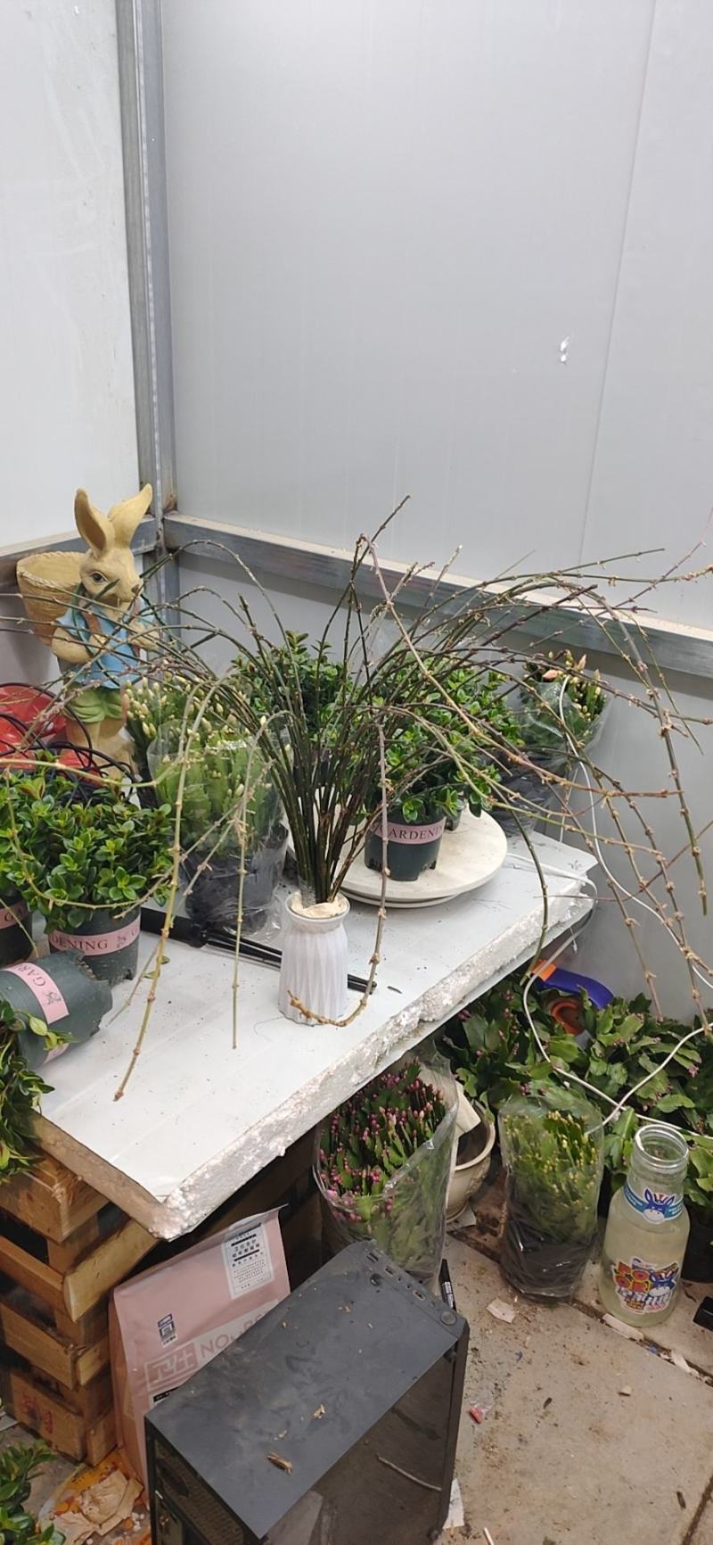 批发迎春花水培枝条花卉绿植物寸寸金连翘遇水开花浓香型