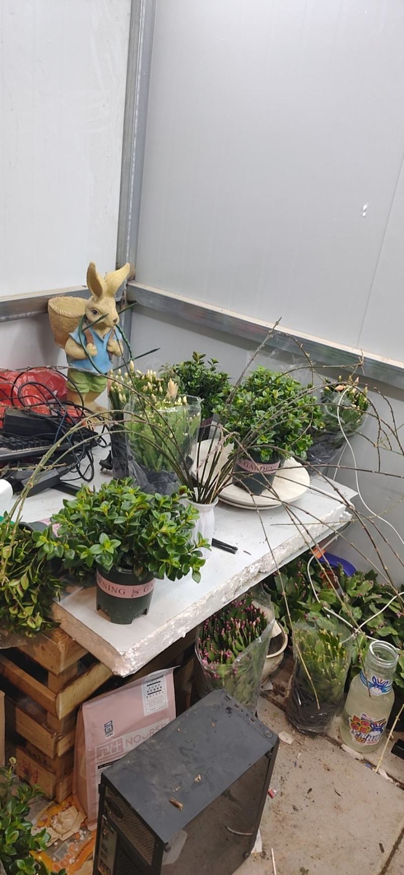 批发迎春花水培枝条花卉绿植物寸寸金连翘遇水开花浓香型