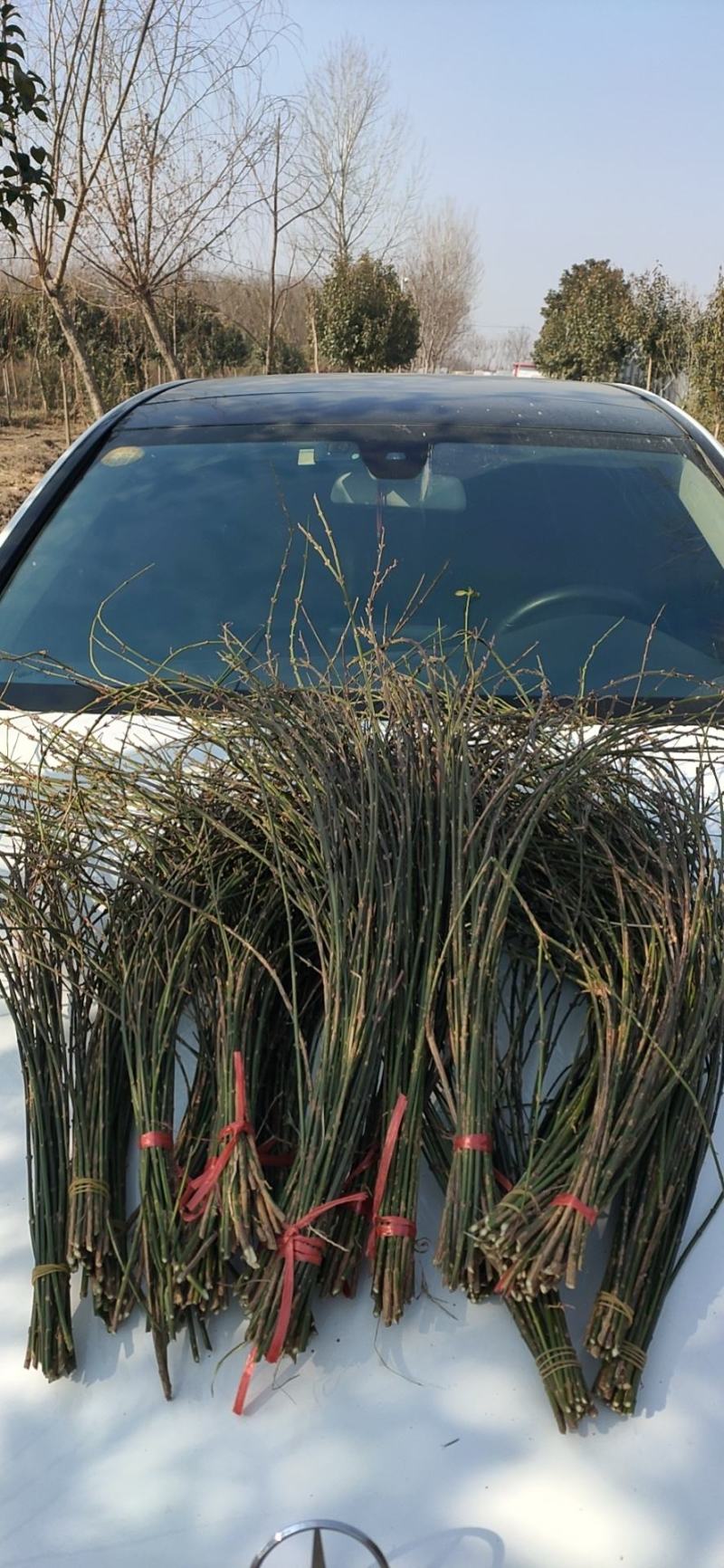 批发迎春花水培枝条花卉绿植物寸寸金连翘遇水开花浓香型