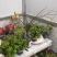 批发迎春花水培枝条花卉绿植物寸寸金连翘遇水开花浓香型
