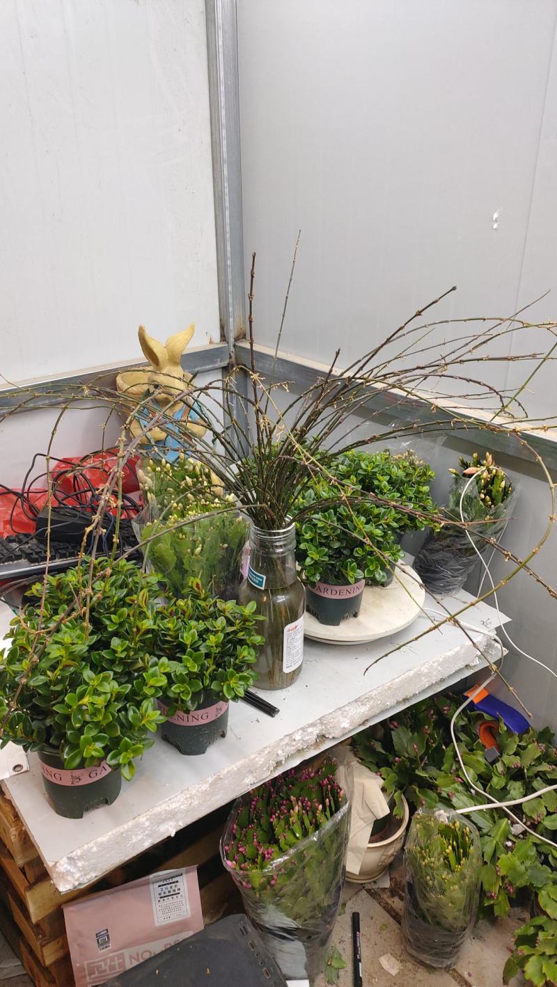 批发迎春花水培枝条花卉绿植物寸寸金连翘遇水开花浓香型