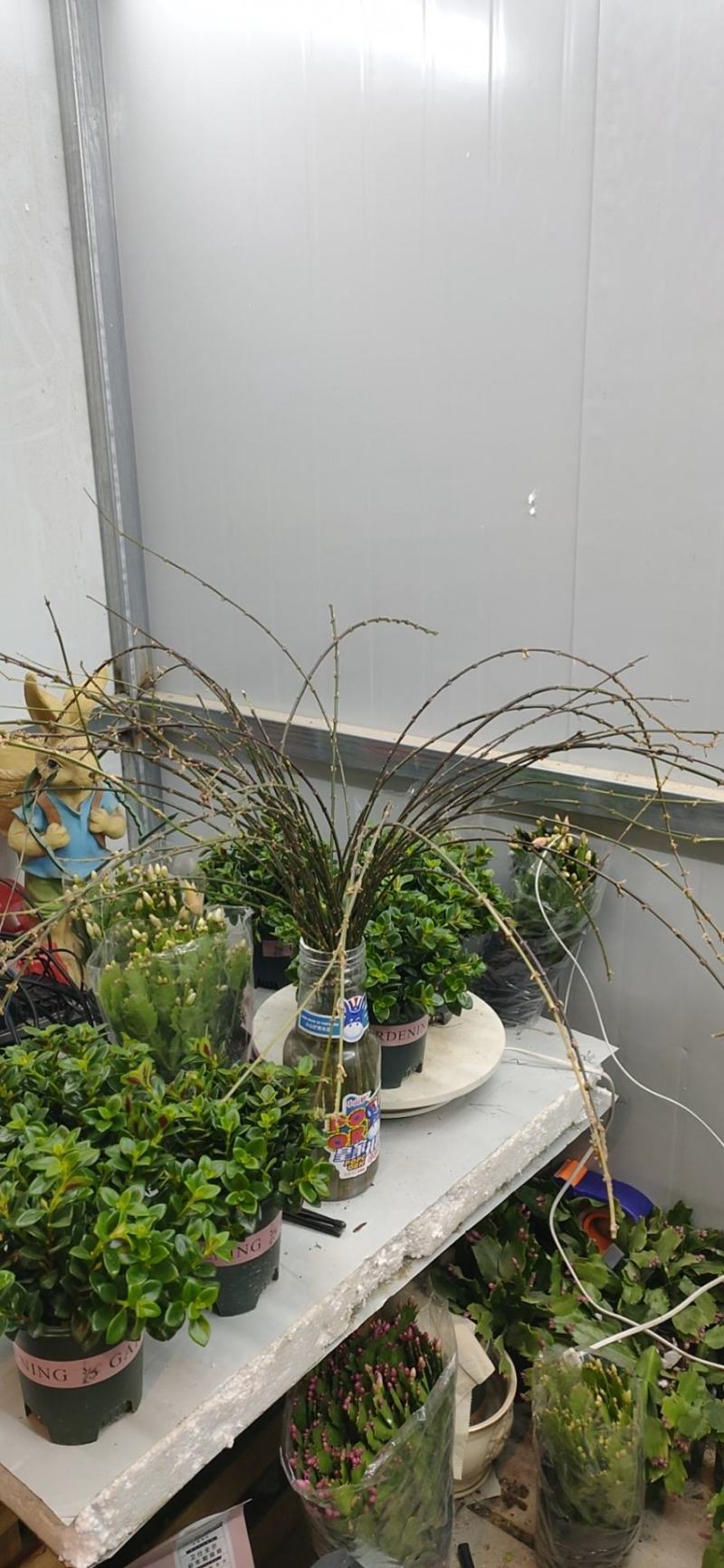 批发迎春花水培枝条花卉绿植物寸寸金连翘遇水开花浓香型