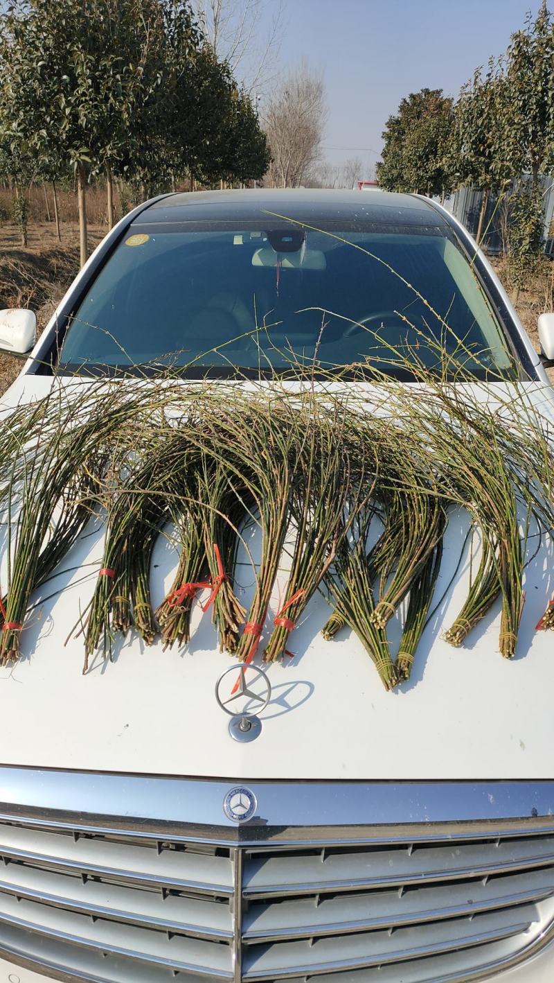 批发迎春花水培枝条花卉绿植物寸寸金连翘遇水开花浓香型