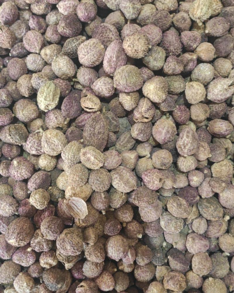 砂仁砂仁干货常年经营各种中药材