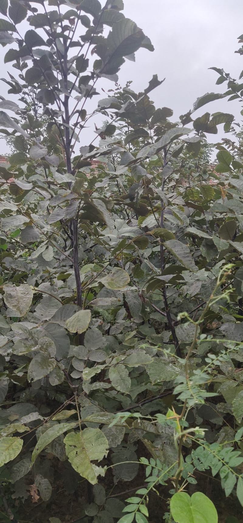 核桃苗8518核桃苗香玲核桃苗现挖现发