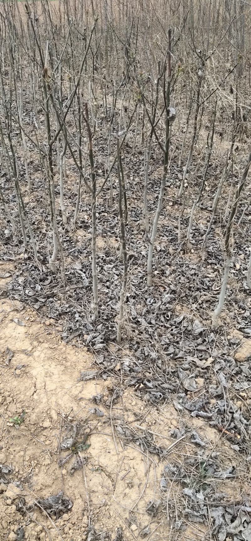 核桃苗8518核桃苗香玲核桃苗现挖现发