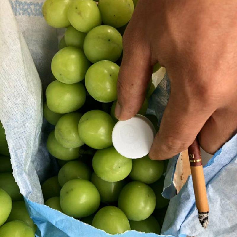 云南建水阳光玫瑰葡萄晴王香甜脆支持一件代发