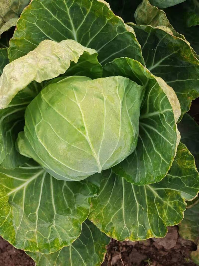 邯郸甘蓝，甘兰绿甘蓝！平台。市场。食堂大量供应。