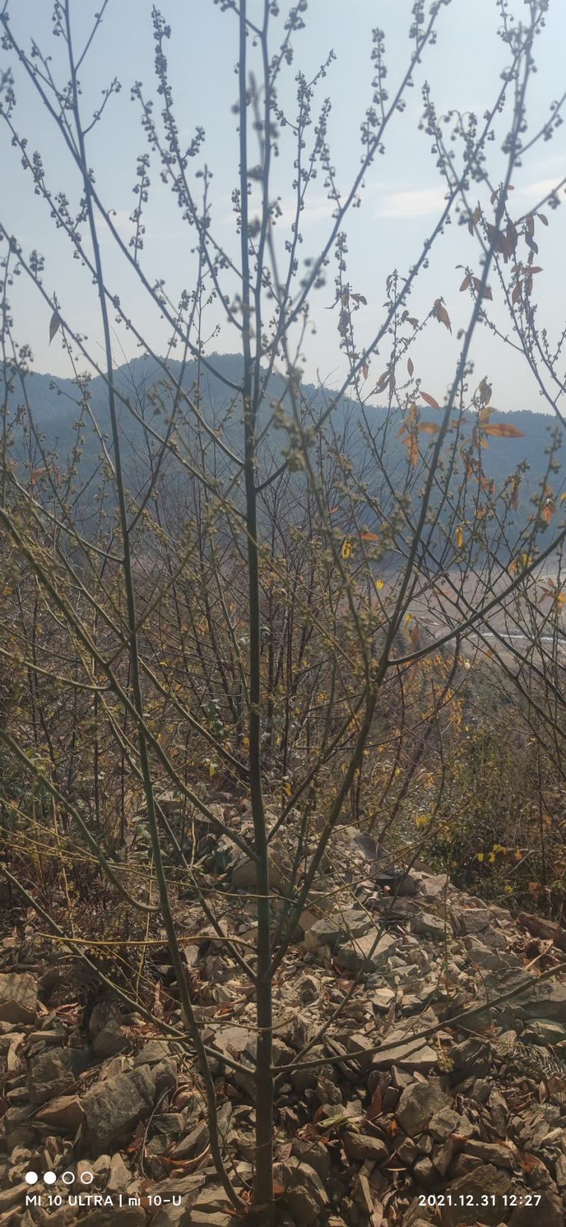 2千亩山苍子，木姜子林，寻找合作商，有意联系