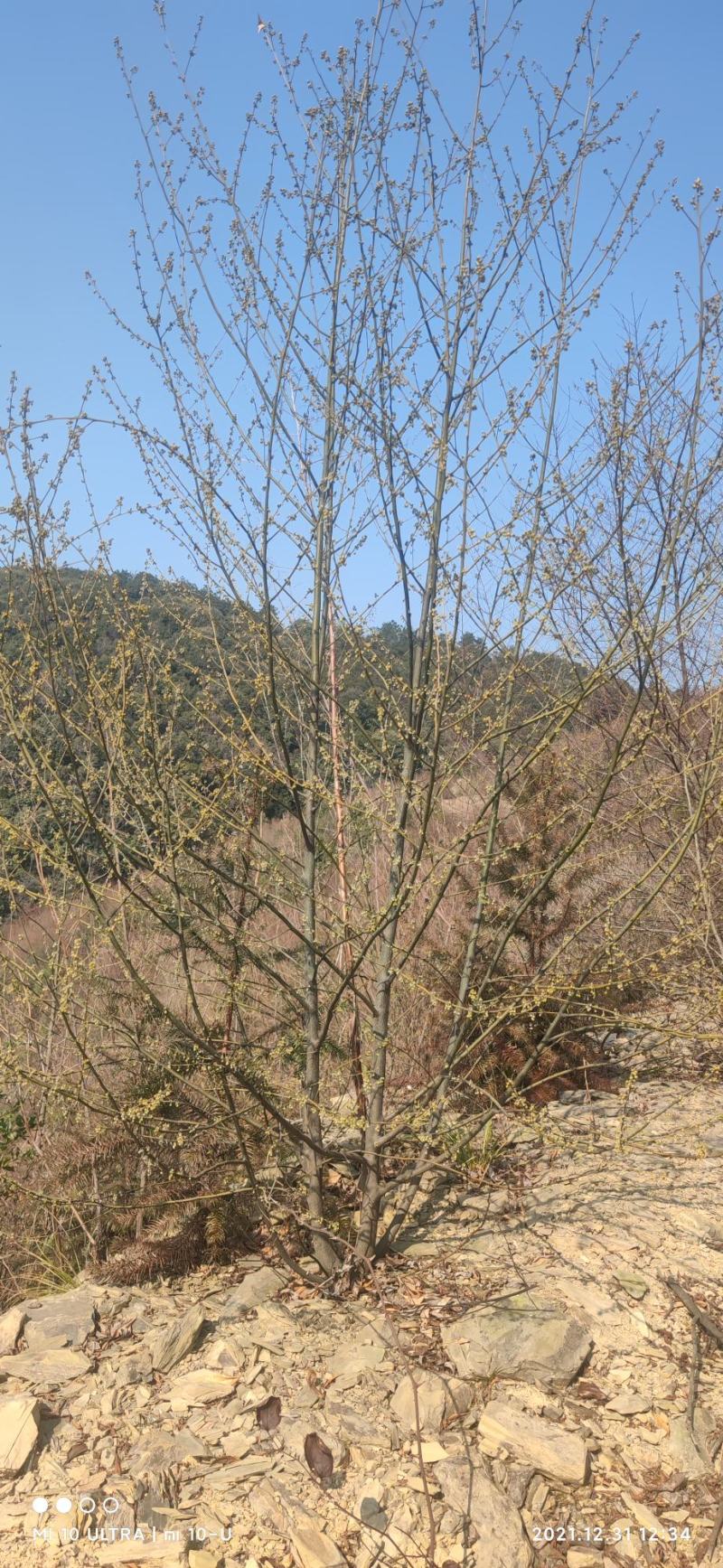 2千亩山苍子，木姜子林，寻找合作商，有意联系