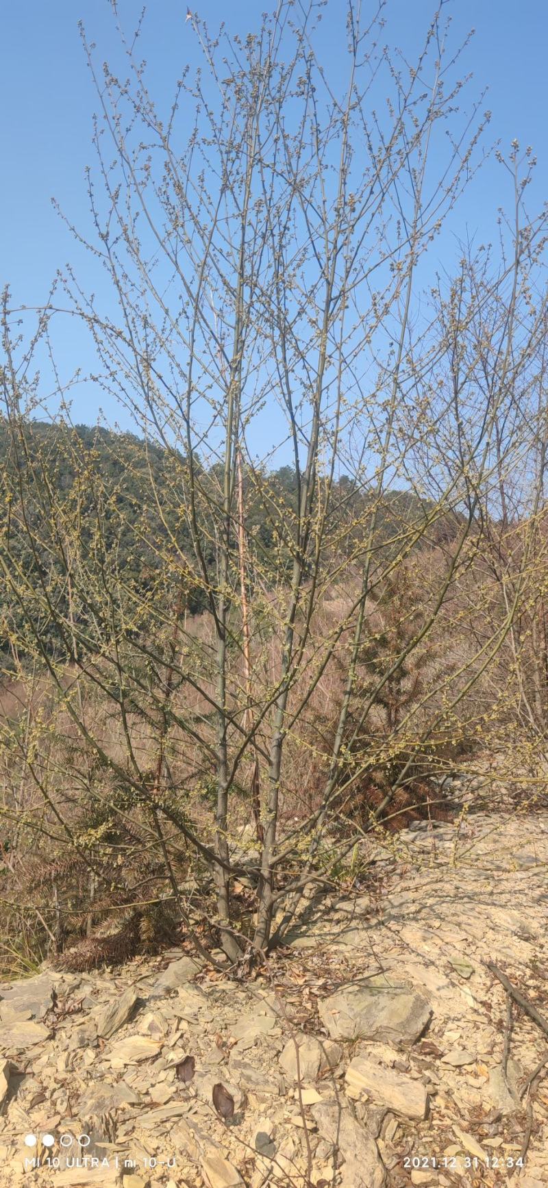 2千亩山苍子，木姜子林，寻找合作商，有意联系