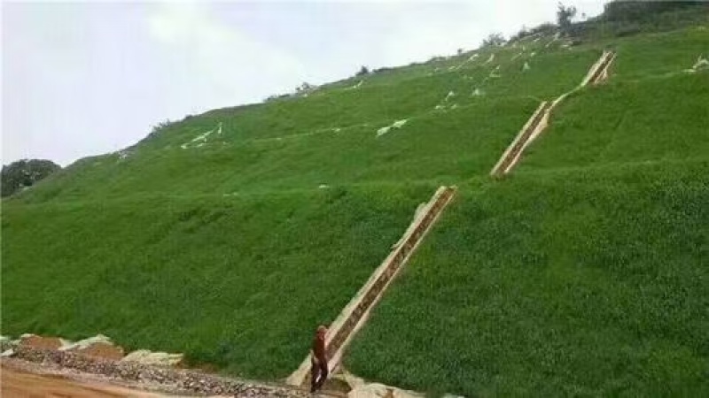 进口高羊茅种子耐践踏庭院道路护坡种子绿化草皮耐寒易种植