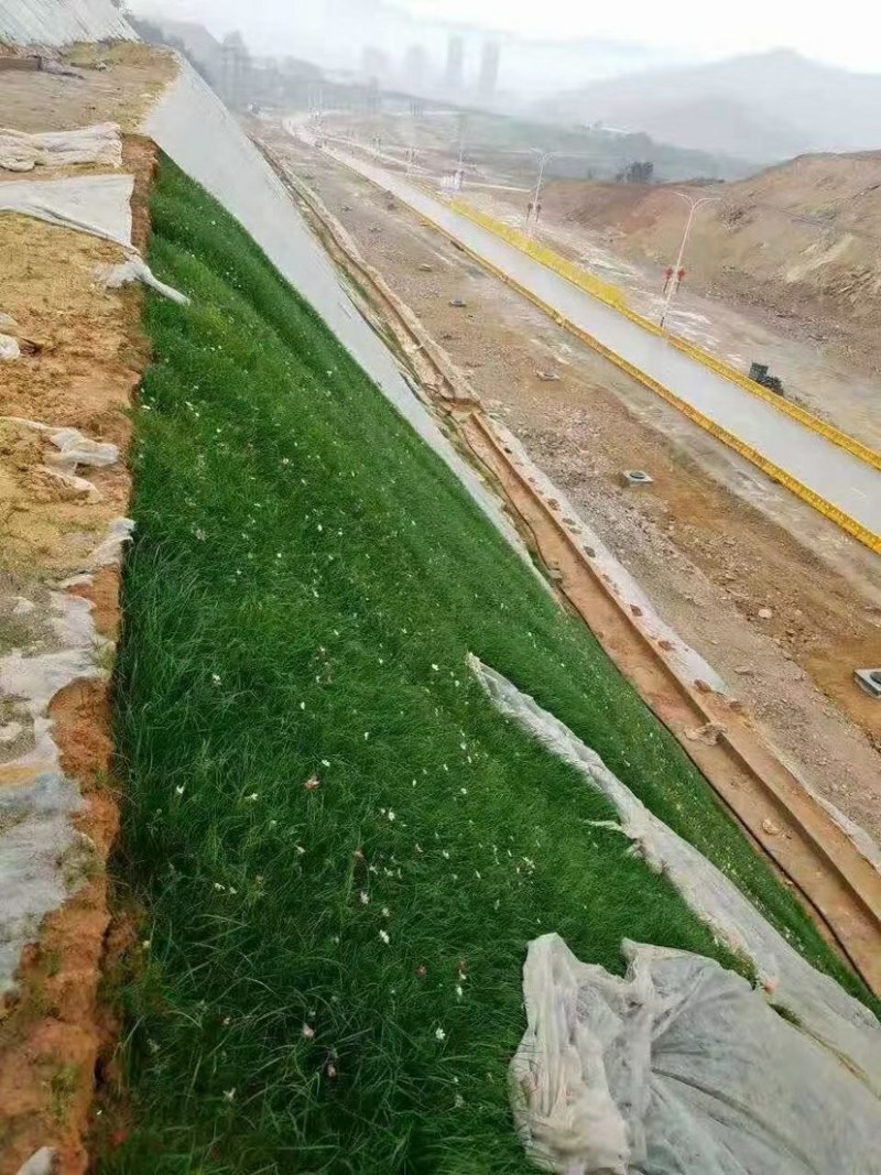 进口高羊茅种子耐践踏庭院道路护坡种子绿化草皮耐寒易种植