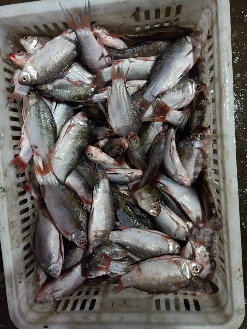 洪湖土鲫鱼，无腥味，去鳞，去腮，去内脏，速冻加工产品