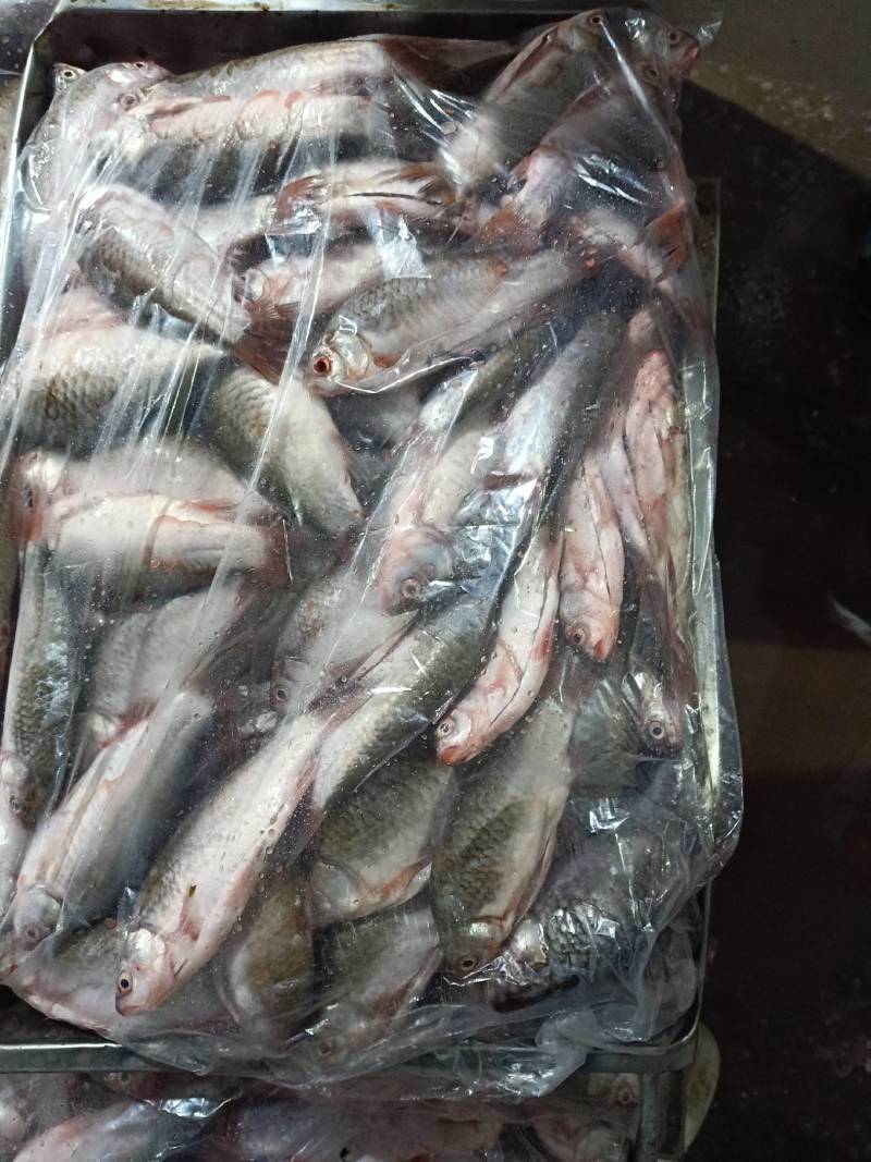 洪湖土鲫鱼，无腥味，去鳞，去腮，去内脏，速冻加工产品
