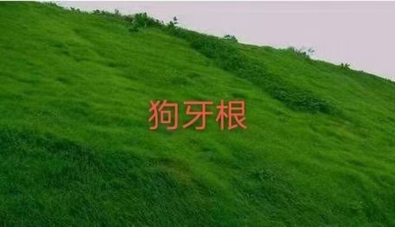狗牙根种子进口草坪种子易活耐热耐旱护坡庭院绿化免修剪草皮
