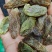 好货推荐【特大颗粒绿香妃葡萄干】颗粒饱满口感软糯