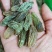 好货推荐【特大颗粒绿香妃葡萄干】颗粒饱满口感软糯