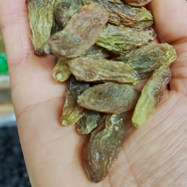 好货推荐【特大颗粒绿香妃葡萄干】颗粒饱满口感软糯