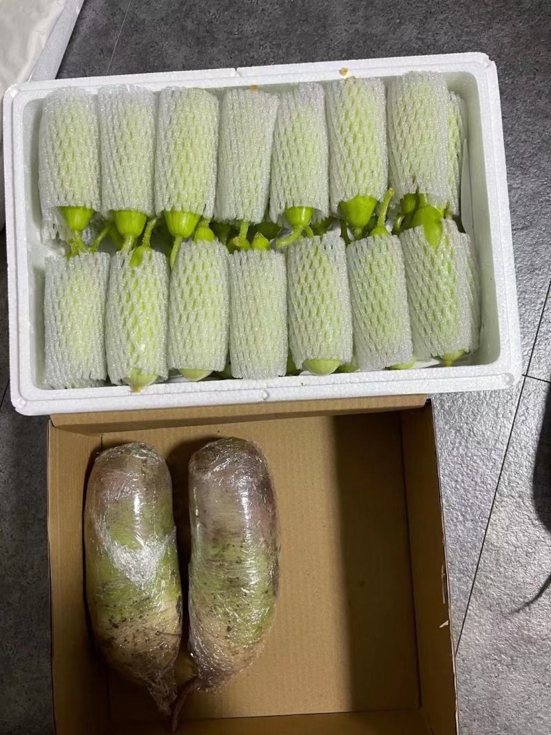 青美黄瓜大量现货供应！