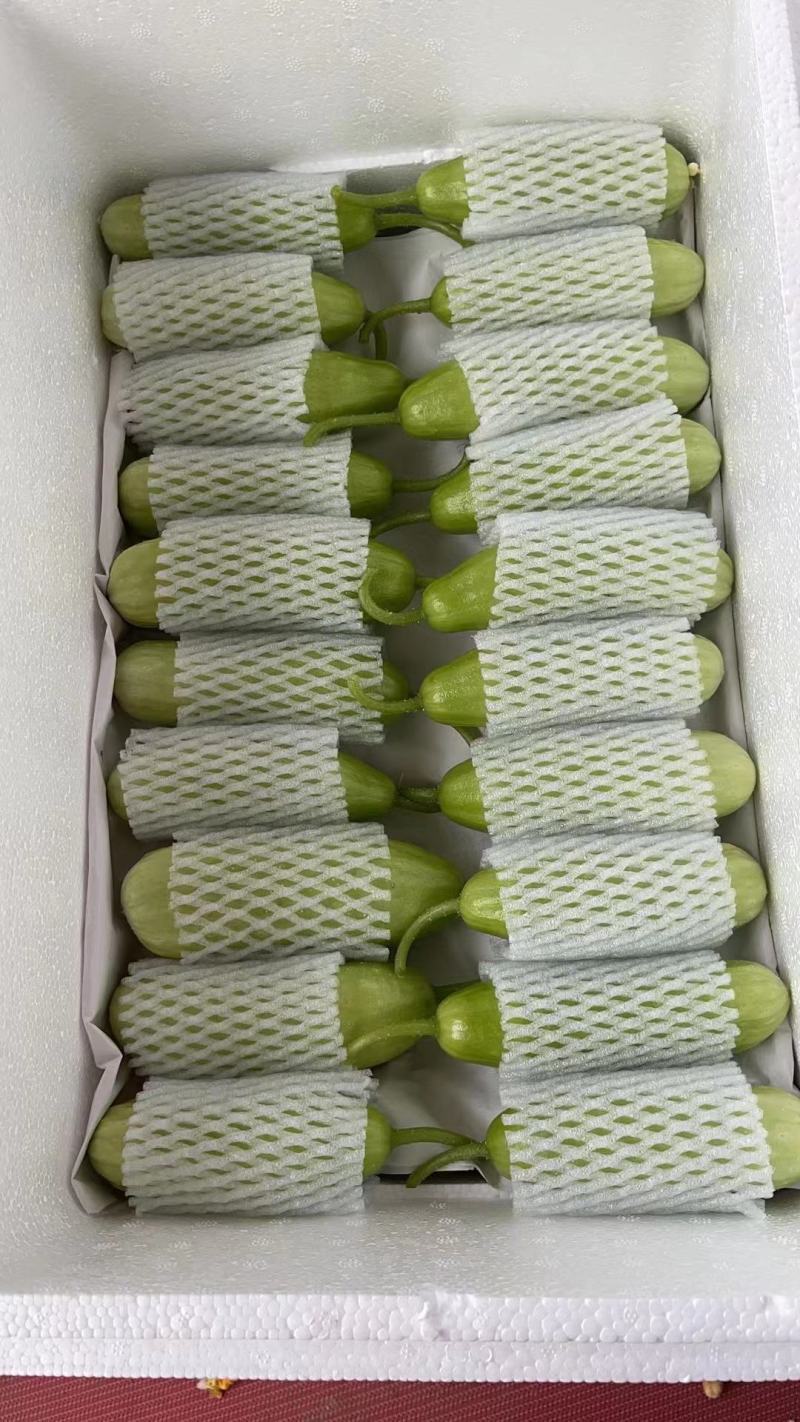 青美黄瓜大量现货供应！