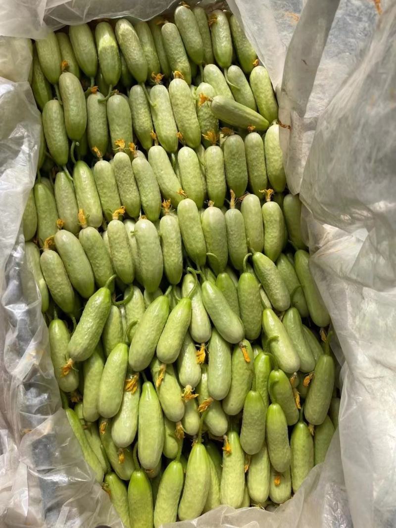 青美黄瓜大量现货供应！