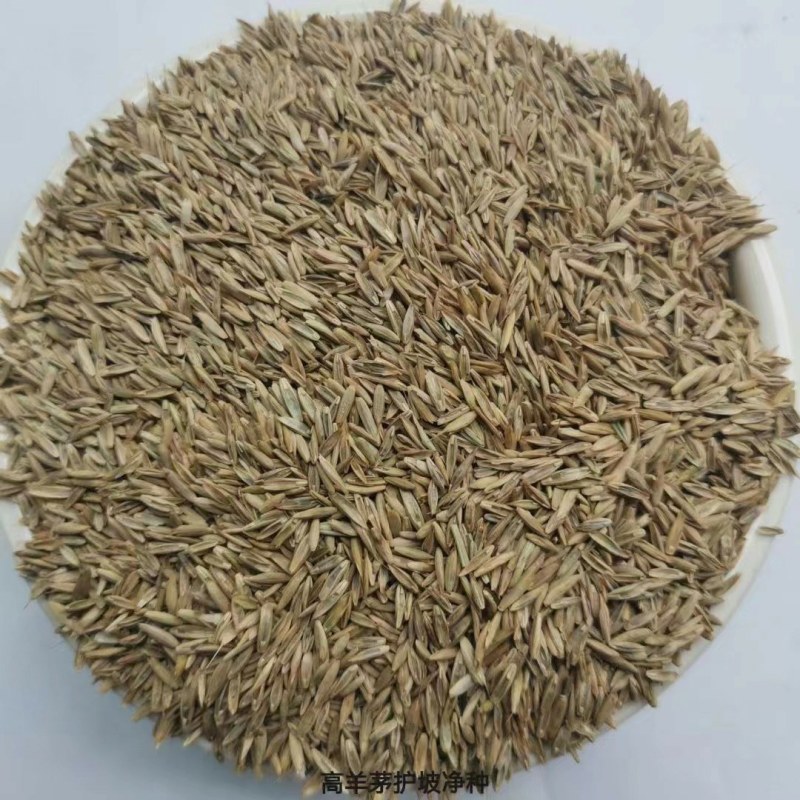 进口高羊茅种子耐践踏庭院道路护坡种子绿化草皮耐寒易种植