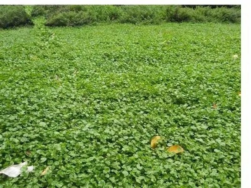 马蹄金种子绿化草坪种子小金钱草铜钱草种子牧草种子