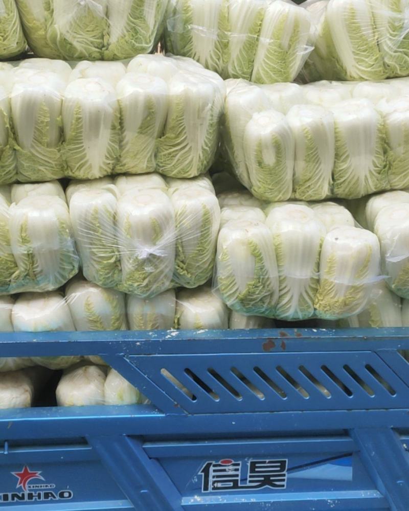 精品娃娃菜大量供应江苏产地直供质量保证对接商超