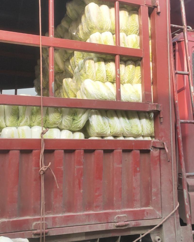精品娃娃菜大量供应江苏产地直供质量保证对接商超