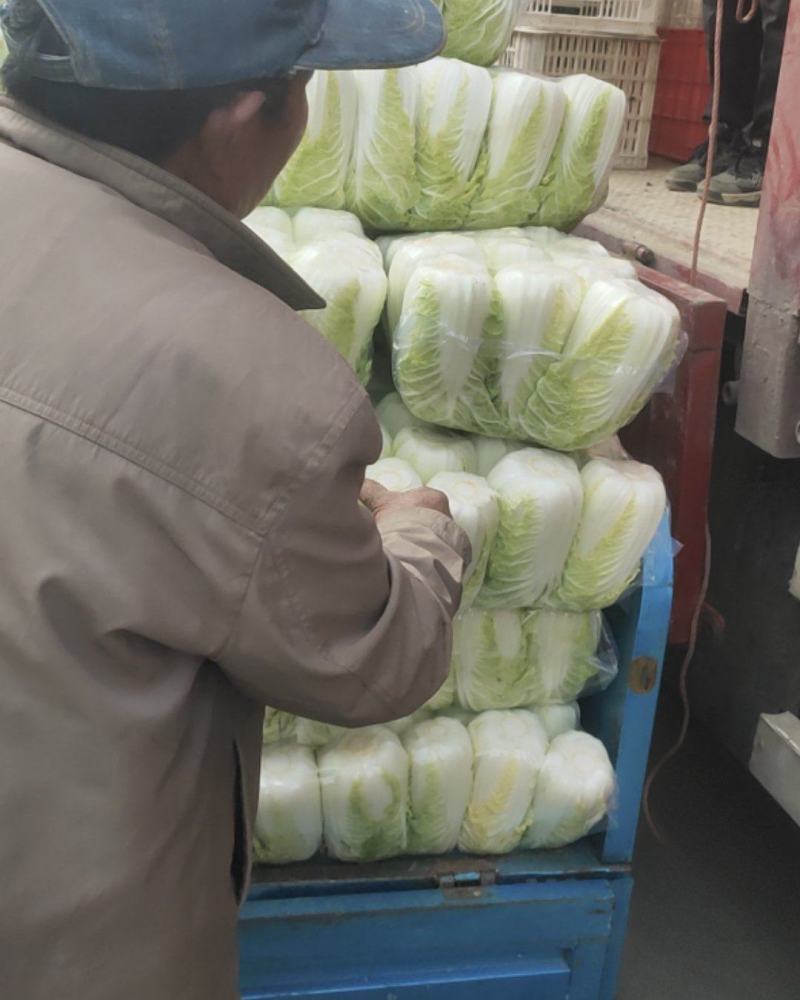 精品娃娃菜大量供应江苏产地直供质量保证对接商超
