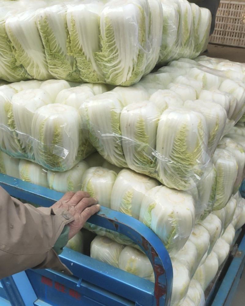 精品娃娃菜大量供应江苏产地直供质量保证对接商超