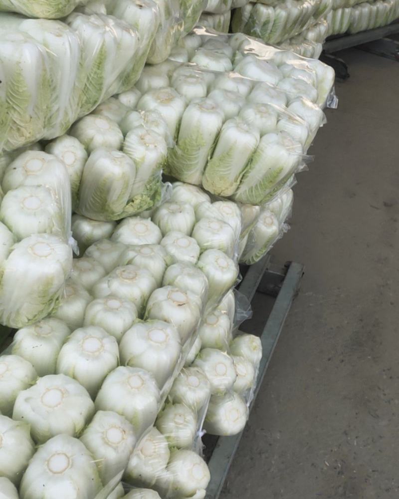 精品娃娃菜大量供应江苏产地直供质量保证对接商超