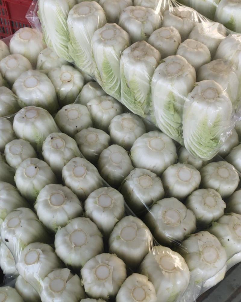 精品娃娃菜大量供应江苏产地直供质量保证对接商超
