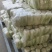 精品娃娃菜大量供应江苏产地直供质量保证对接商超