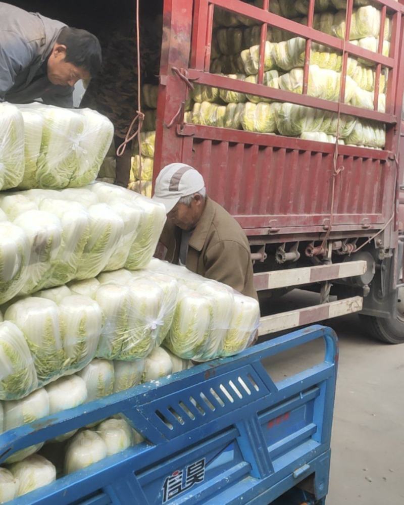 精品娃娃菜大量供应江苏产地直供质量保证对接商超