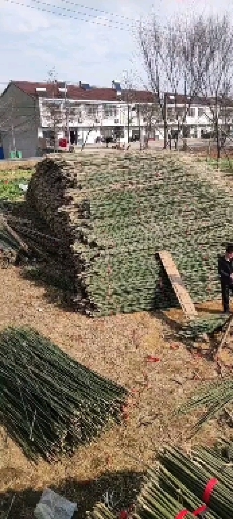 河南濮阳范县竹竿批发市场