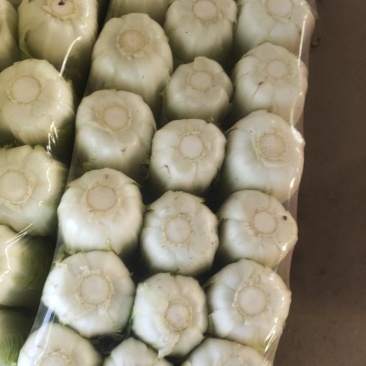 精品娃娃菜大量供应江苏产地直供质量保证对接商超