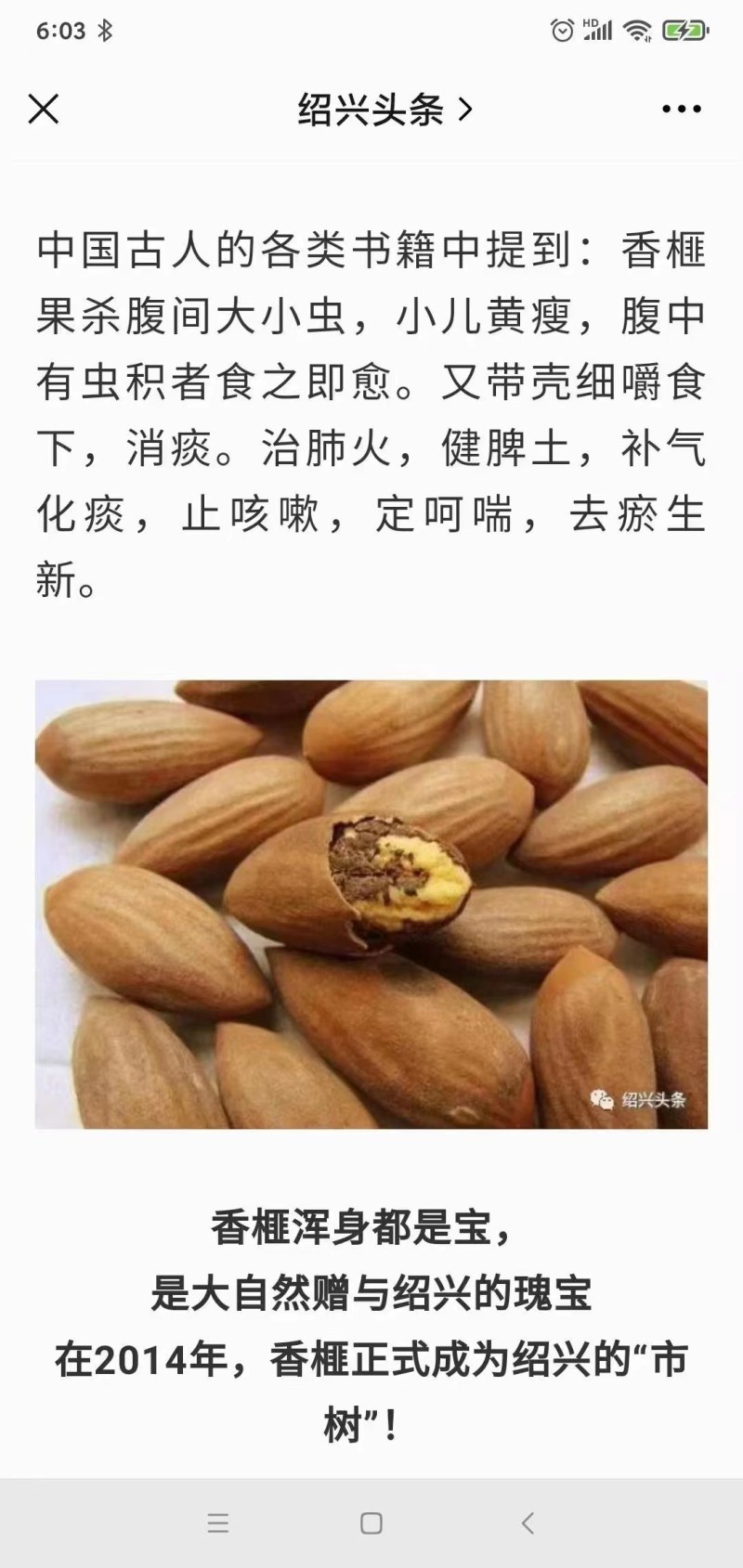 老树香榧出售