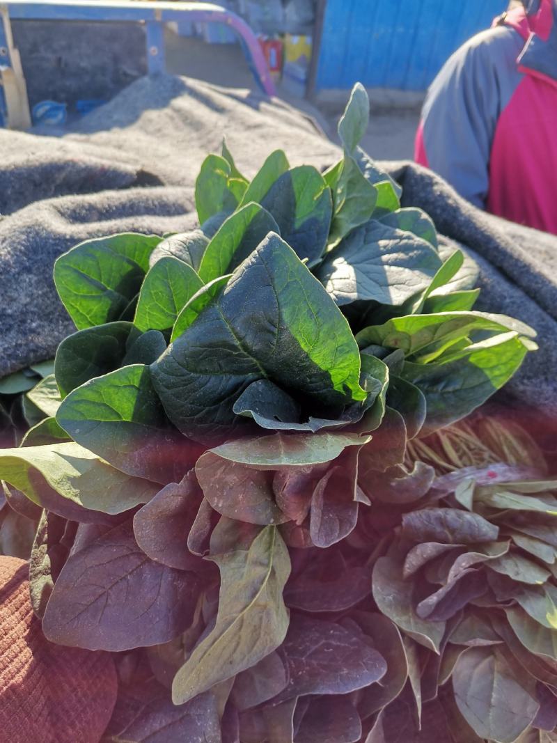 河南省博爱县菠菜，量大价格优，欢迎新老客户订购