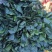 河南省博爱县菠菜，量大价格优，欢迎新老客户订购