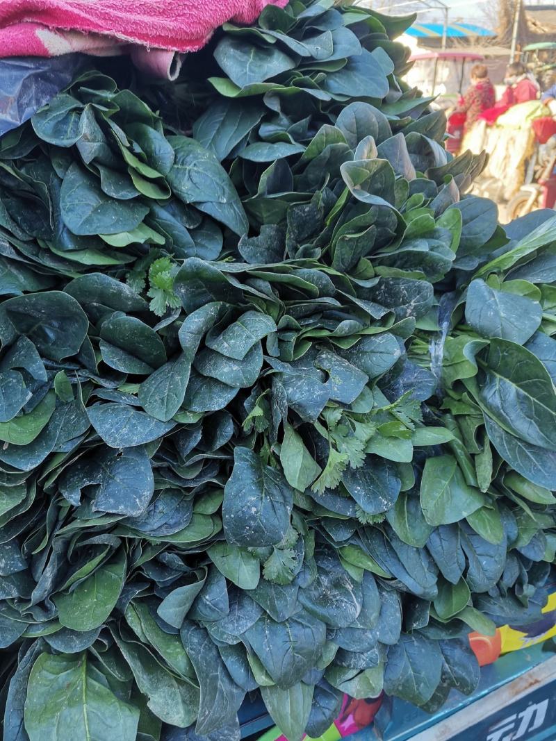 河南省博爱县菠菜，量大价格优，欢迎新老客户订购