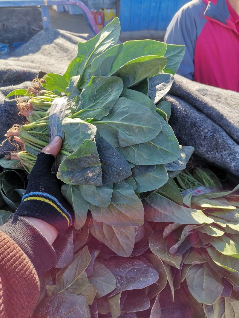 河南省博爱县菠菜，量大价格优，欢迎新老客户订购